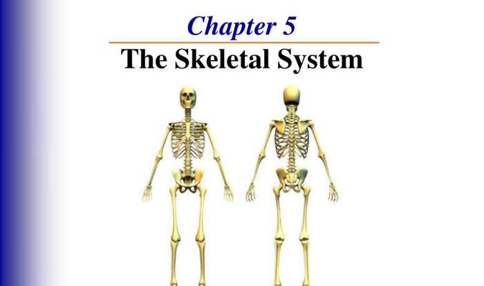 Chapter 5 skeletal system answer key