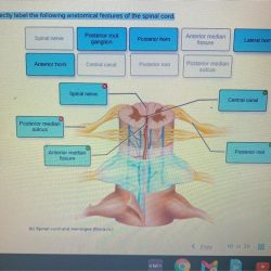 Upper muscle labeled extremity posterior limb insertion nerve lateral humerus dissection flexor limbs ue medial deltoid bicipital forearm detailed physiology