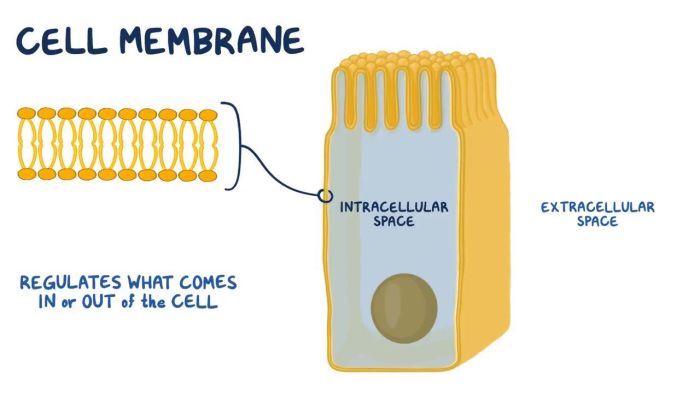 Cell membrane & cell transport webquest answer key